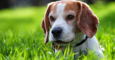 Чому у собаки пахне з пащі