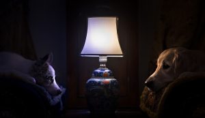 Чумка у собаки: симптоми та лікування.