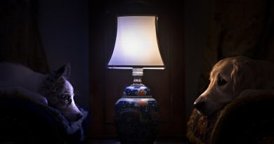 Чумка у собаки: симптоми та лікування