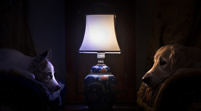 Чумка у собаки: симптоми та лікування