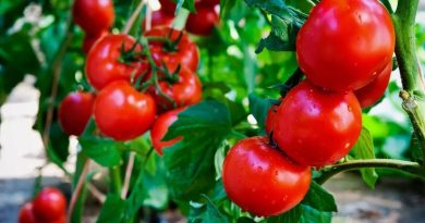 Чи можна давати помідори / томати кішці