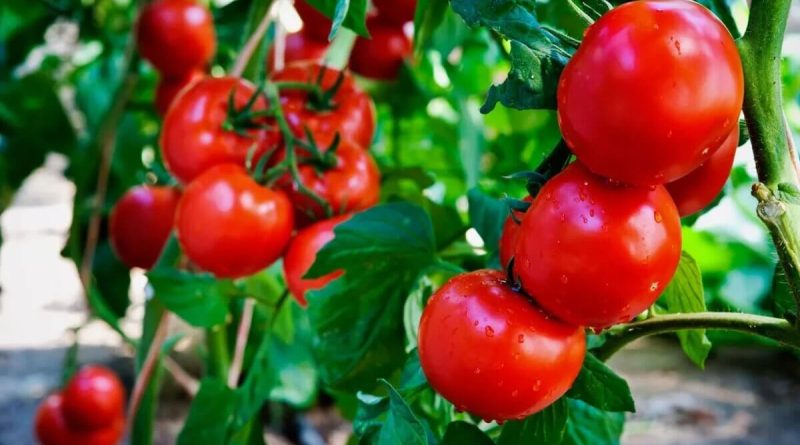 Чи можна давати помідори / томати кішці