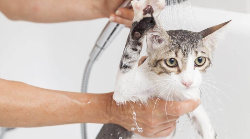 Чи можна мити / купати кішку звичайним шампунем