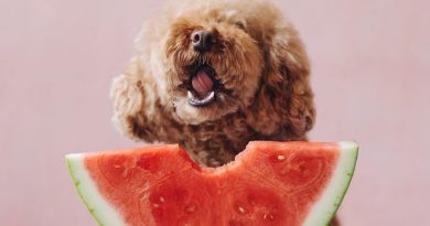 Чи можна собаці кавун