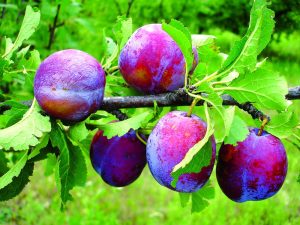 Чи можна собаці сливу / сливи?