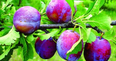 Чи можна собаці сливу / сливи