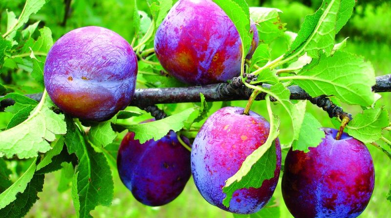 Чи можна собаці сливу / сливи