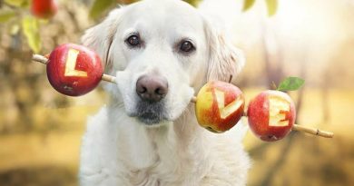 Чи можна собаці яблука