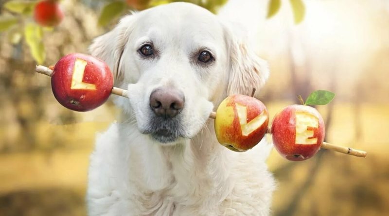 Чи можна собаці яблука