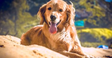 Чим лікувати розплідниковий кашель у собак