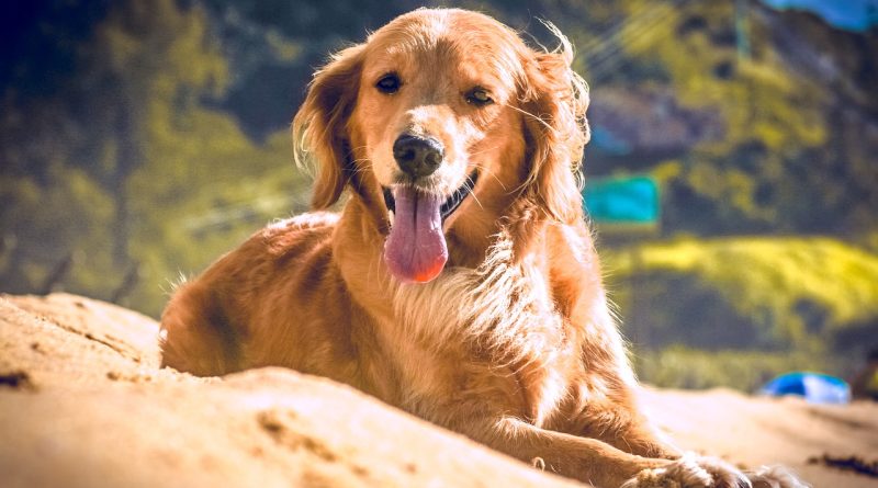 Чим лікувати розплідниковий кашель у собак