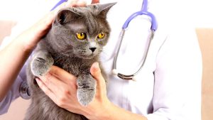 Чим можна заразитися від кішки?