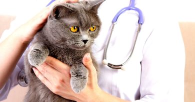 Чим можна заразитися від кішки