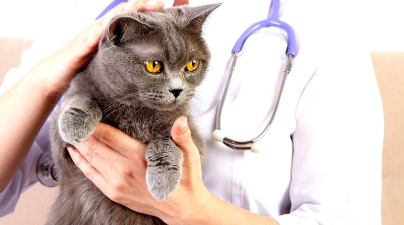 Чим можна заразитися від кішки
