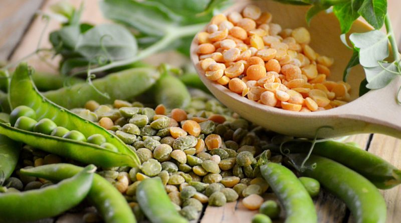 Далеко не завжди собакам можна давати горох