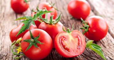 Давайте поміркуємо, чи можна собаці помідори