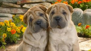 Дерматит у собак: різновиди та лікування.