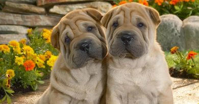 Дерматит у собак: різновиди та лікування