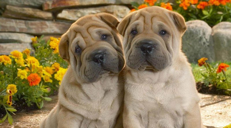 Дерматит у собак: різновиди та лікування