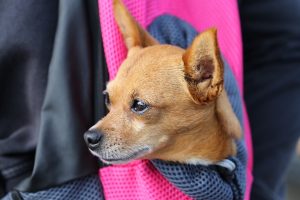 Дрібниця у сумці. Міфи і правда про маленьких собачок.