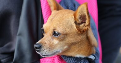 Дрібниця у сумці. Міфи і правда про маленьких собачок