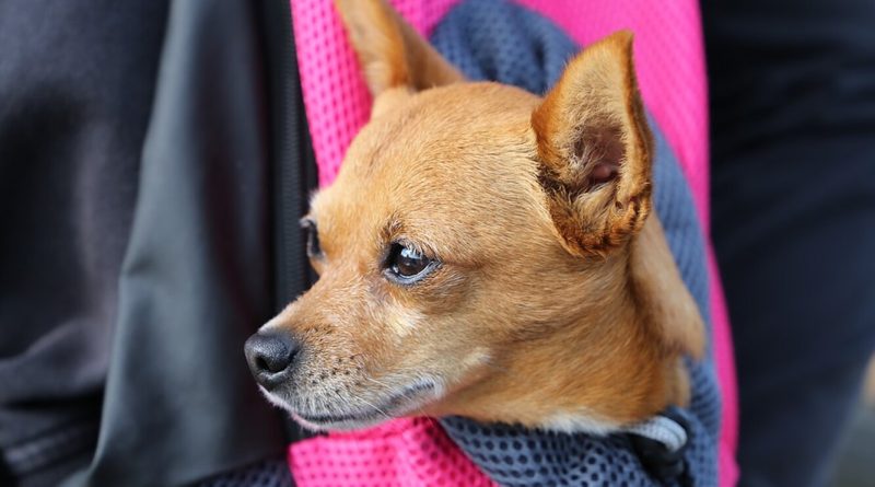 Дрібниця у сумці. Міфи і правда про маленьких собачок