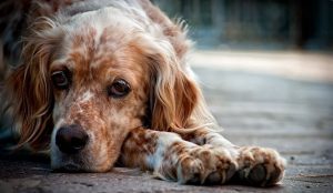 Ентерит у собак: симптоми та лікування.