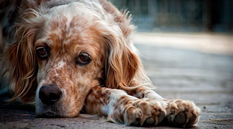 Ентерит у собак: симптоми та лікування