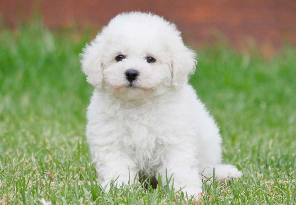 Французька болонка