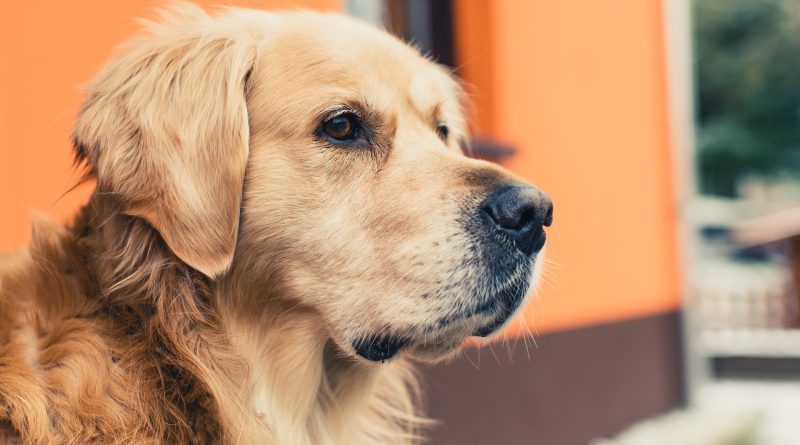 Герпес у собаки: симптоми та рекомендоване лікування