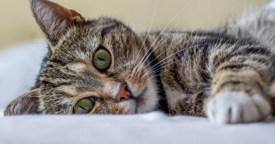 Glaucome chez le chat : comment guérir rapidement