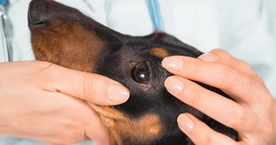 Хламідіоз у собаки: симптоми та лікування