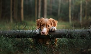 Хвороба Лайма (бореліоз, Лайм-бореліоз, системний кліщовий бореліоз) у собак: симптоми та лікування.