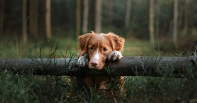 Хвороба Лайма (бореліоз, Лайм-бореліоз, системний кліщовий бореліоз) у собак: симптоми та лікування