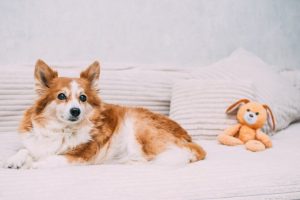 Хибна вагітність у собак: що це таке, симптоми та лікування.