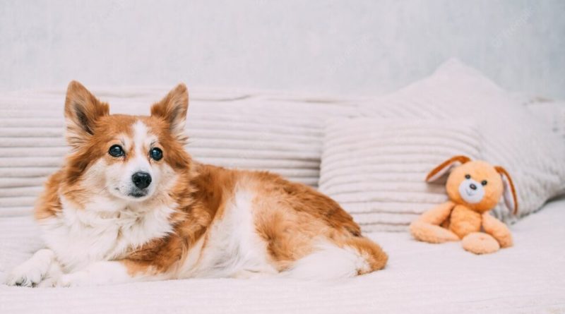 Хибна вагітність у собак: що це таке, симптоми та лікування