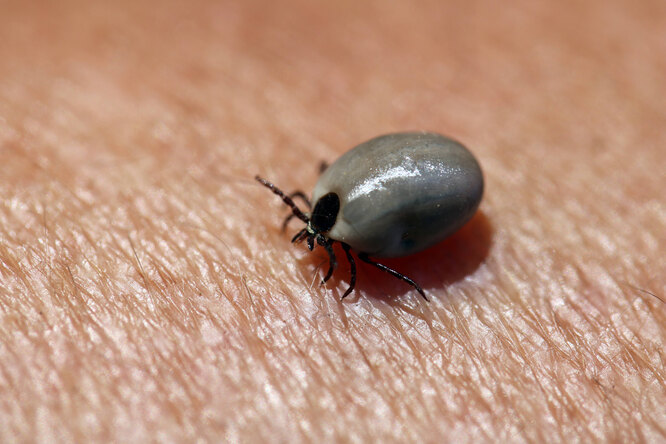 Колір ситого кліща