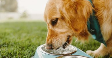 Конакіон для собак: інструкція із застосування