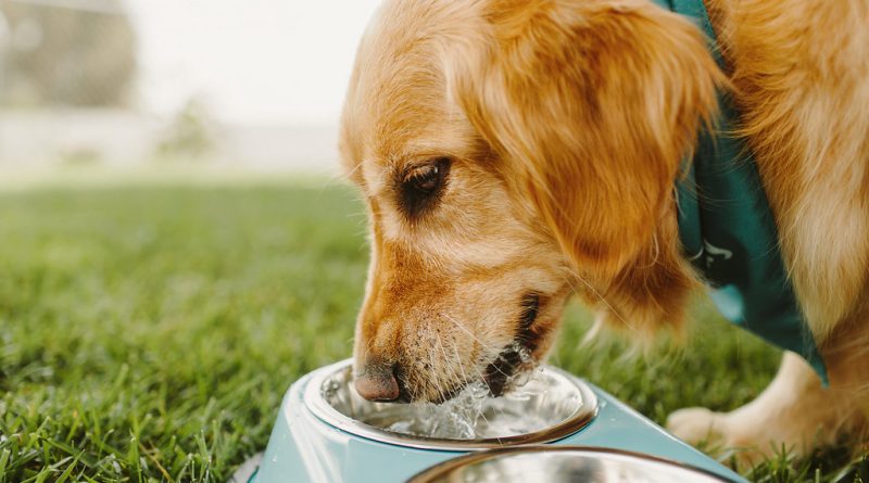 Konakion maka nkịta: ntuziaka maka ojiji