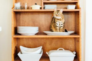 Кошатники проти собачників! Як тлумачити котячу мову тіла?