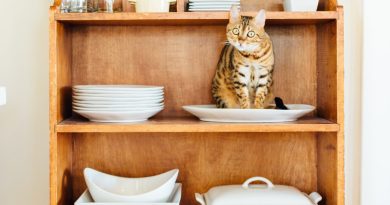 Кошатники проти собачників! Як тлумачити котячу мову тіла