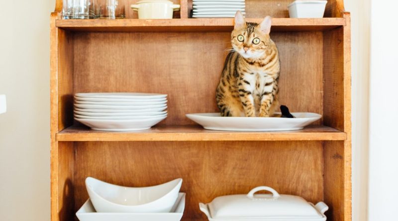 Кошатники проти собачників! Як тлумачити котячу мову тіла