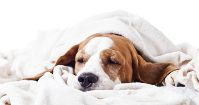 Лямбліоз у собак: прихована загроза