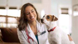 Лікування сечокам’яної хвороби у собак.