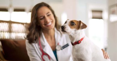 Лікування сечокам'яної хвороби у собак