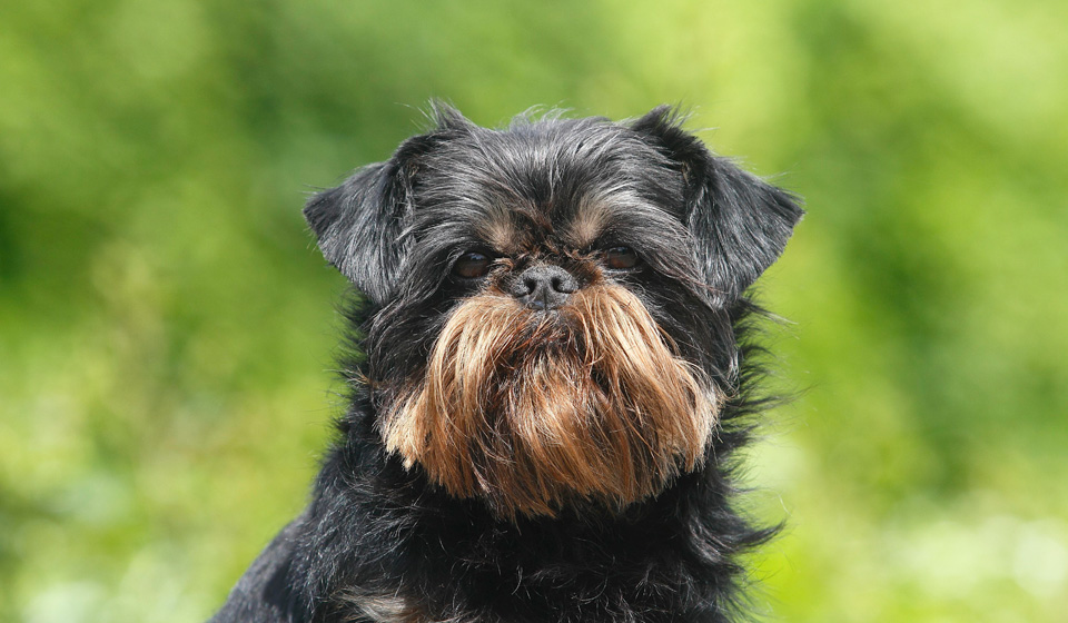 Малі бельгійські собаки / Гріффон