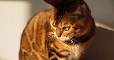 Міні-тигр: чому нам подобаються кішки породи тойгер