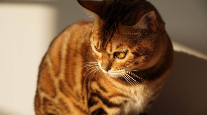 Міні-тигр: чому нам подобаються кішки породи тойгер