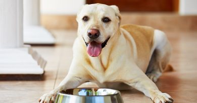 Миски із пластику для собак: на що звернути увагу при виборі