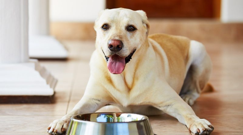 Миски із пластику для собак: на що звернути увагу при виборі